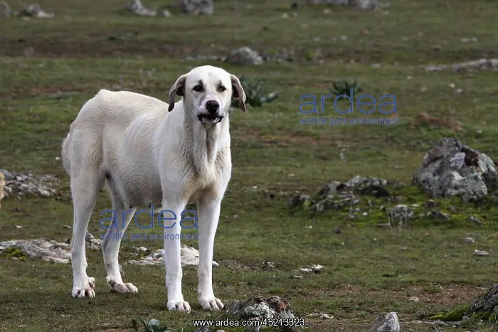 : Hound Dog guard sheep in Extremadura Spain : Hound Dog guard sheep in Extremadura Spain