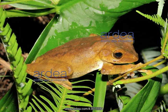 : Hour-glass Tree Frog : Hour-glass Tree Frog