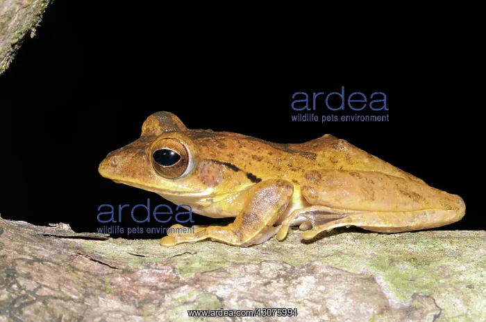 : Hour-glass Tree Frog : Hour-glass Tree Frog