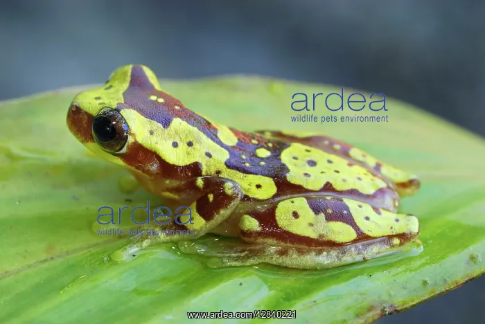 : Hourglass Tree Frog : Hourglass Tree Frog