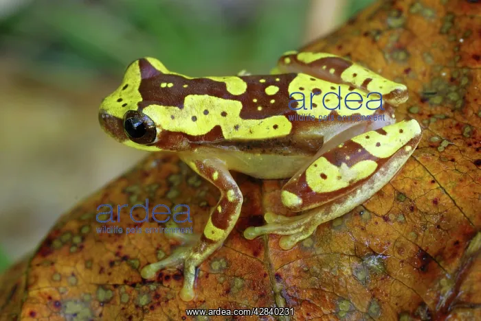 : Hourglass Tree Frog : Hourglass Tree Frog