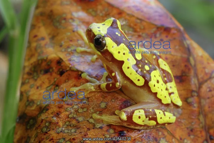 : Hourglass Tree Frog : Hourglass Tree Frog