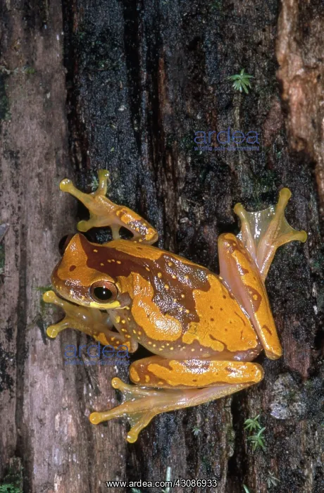 : Hourglass Tree Frog : Hourglass Tree Frog