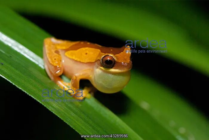 : Hourglass Tree Frog (Dendropsophus ebraccatus) : Hourglass Tree Frog (Dendropsophus ebraccatus)
