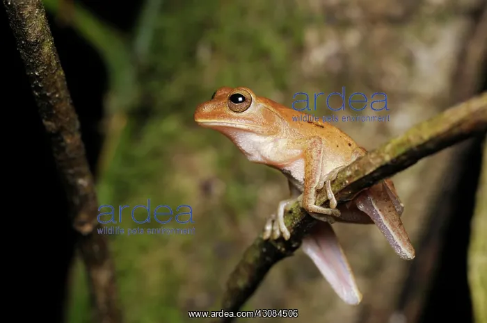 : Hourglass treefrog : Hourglass treefrog