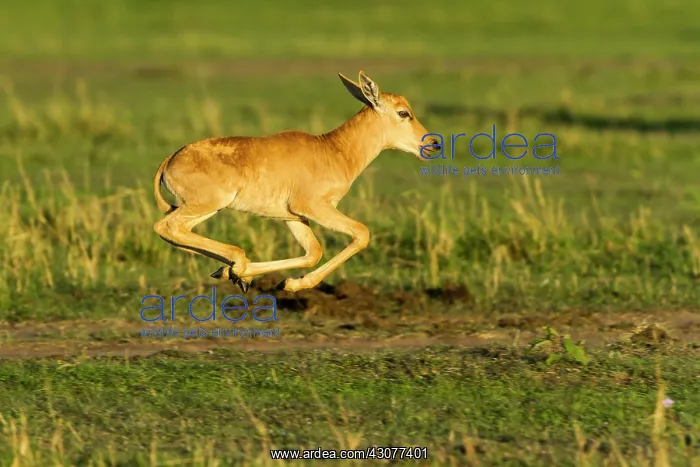 : few hours after birth : few hours after birth