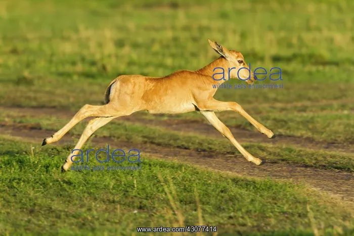 : few hours after birth : few hours after birth