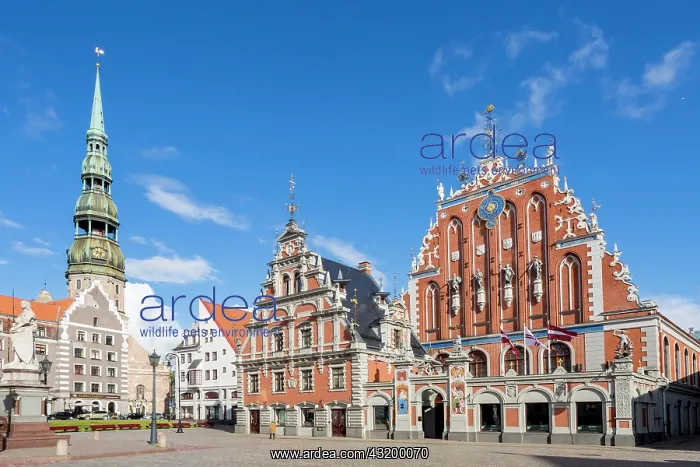: House of the Blackheads with St. Peter's Church : House of the Blackheads with St. Peter's Church