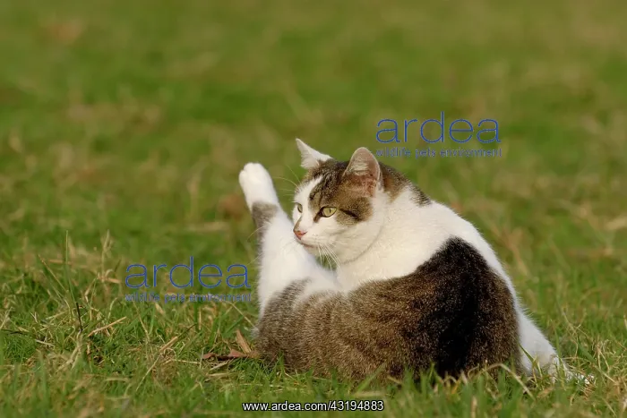 : House cat cleans up in a meadow : House cat cleans up in a meadow