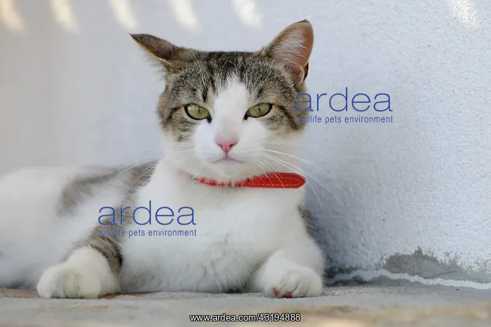 : House cat with collar : House cat with collar