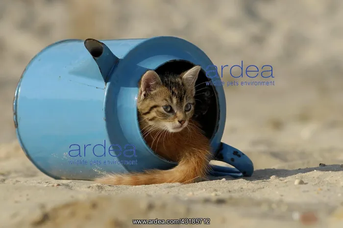 : House cat, kitten in old blue watering can : House cat, kitten in old blue watering can