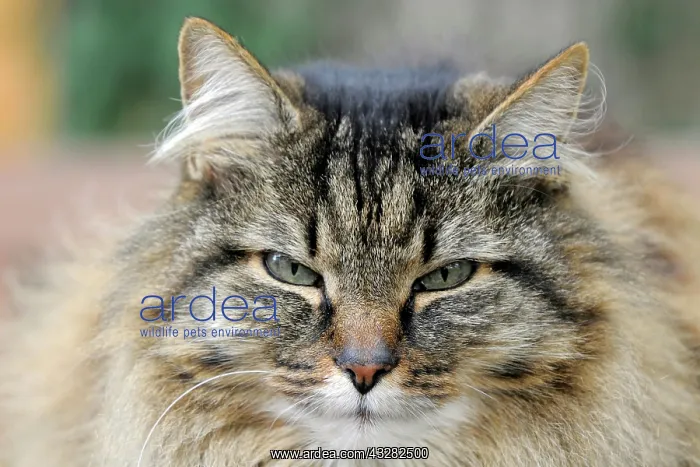 : House cat, long-haired, tabby, portrait : House cat, long-haired, tabby, portrait