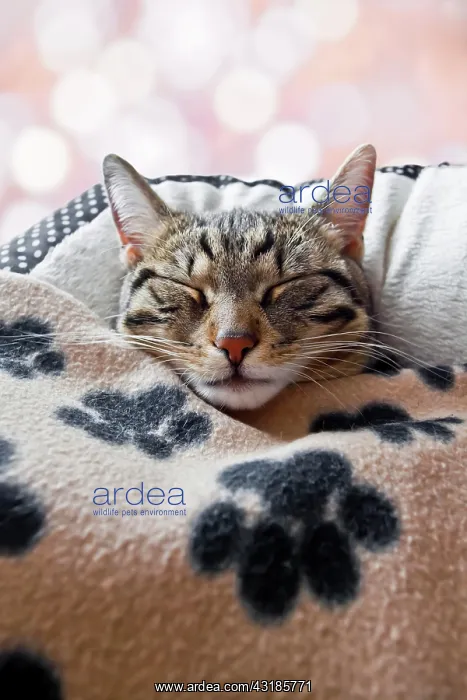 : House cat sleeps under a blanket : House cat sleeps under a blanket