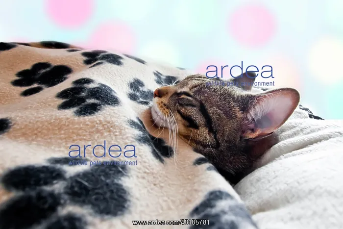 : House cat sleeps under a blanket : House cat sleeps under a blanket