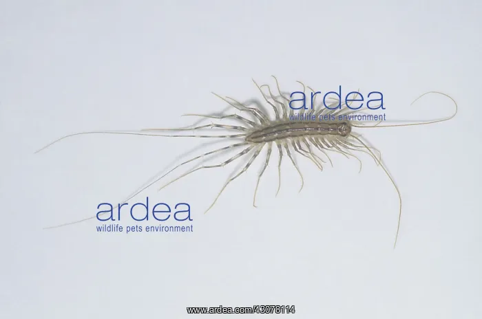: House Centipede : House Centipede