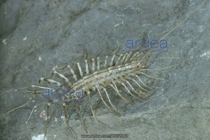 : House Centipede : House Centipede