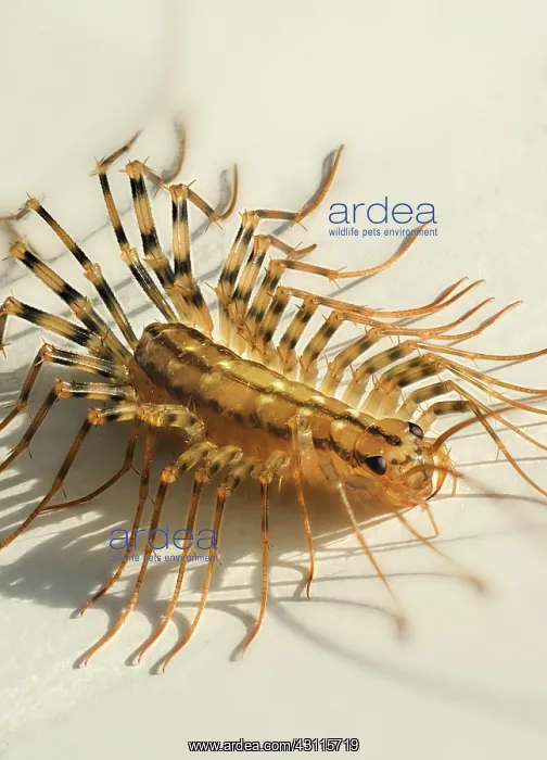 : House Centipede : House Centipede