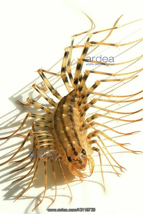 : House Centipede : House Centipede