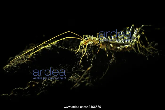 : House Centipede : House Centipede