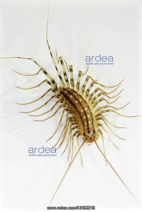 : House Centipede : House Centipede