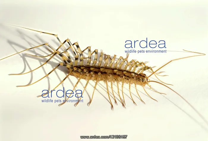 : House Centipede : House Centipede