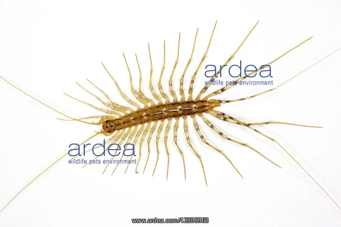 : House centipede - on a bedroom wall; originally : House centipede - on a bedroom wall; originally