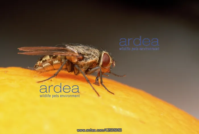: House / Cluster Fly - on orange : House / Cluster Fly - on orange