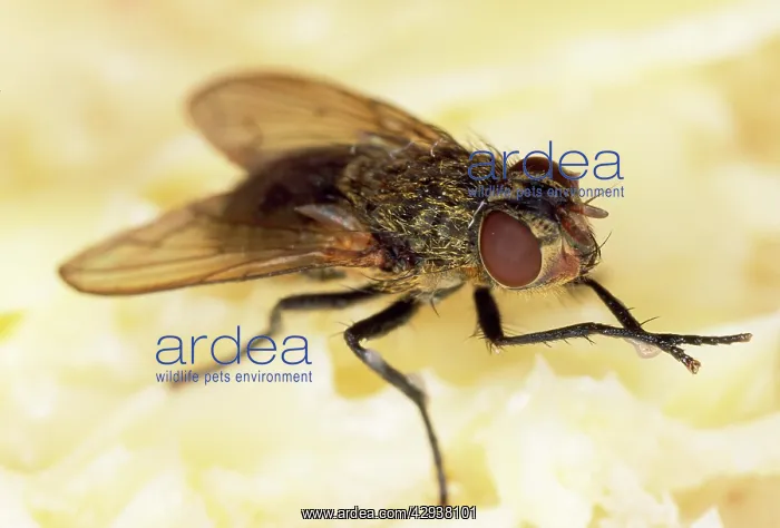 : House / Cluster Fly - on white bread : House / Cluster Fly - on white bread