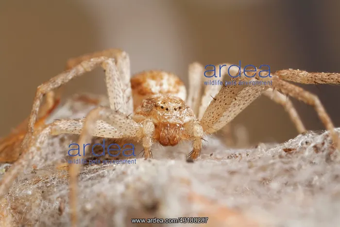 : House Crab Spider : House Crab Spider