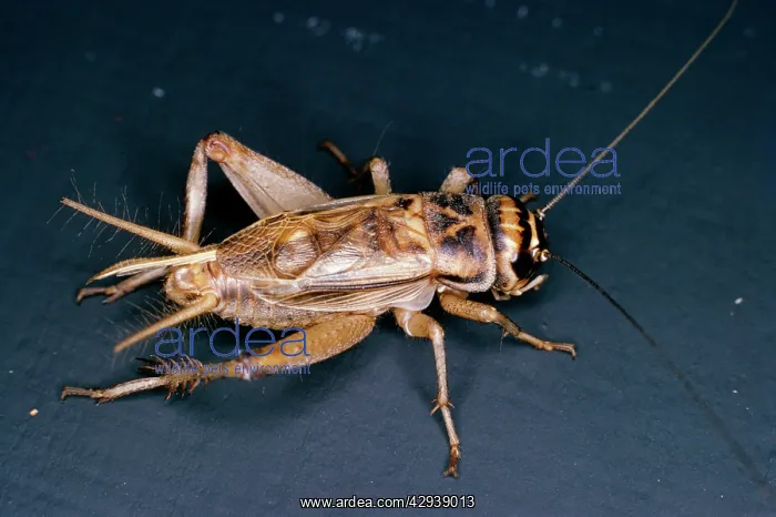  : HOUSE CRICKET