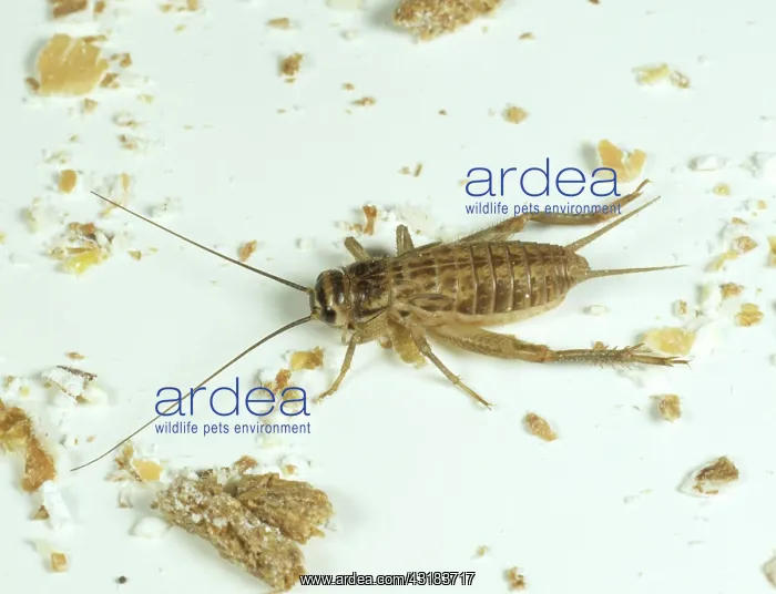 : House Cricket : House Cricket