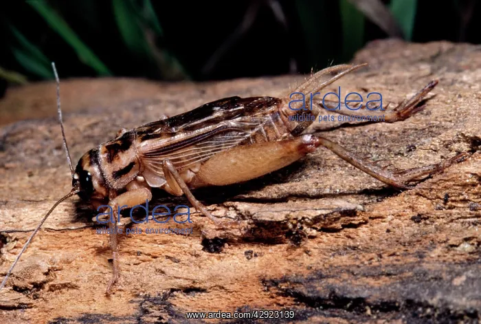 : House Cricket - Male : House Cricket - Male