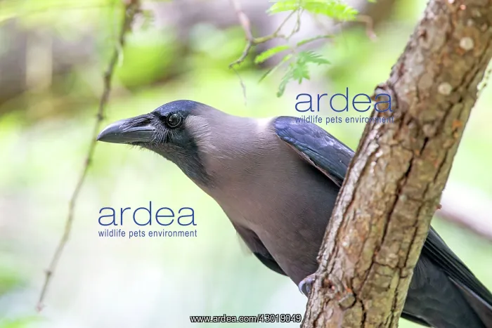 : House Crow : House Crow