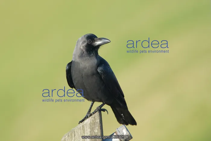 : House Crow : House Crow
