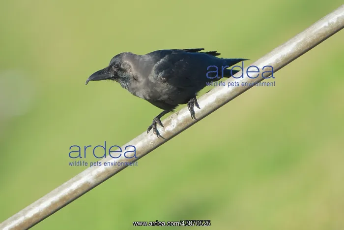 : House Crow : House Crow