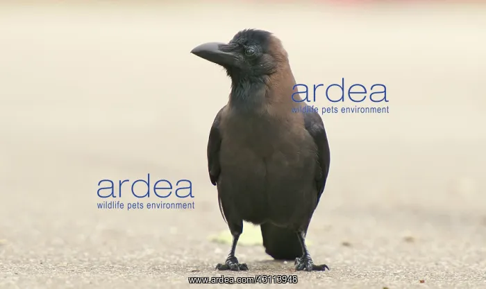 : House Crow : House Crow