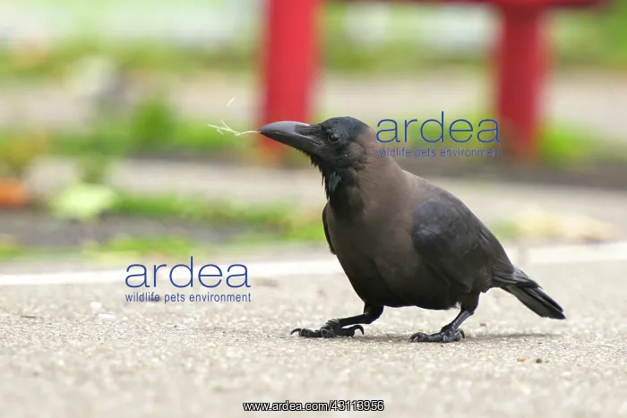 : House Crow : House Crow