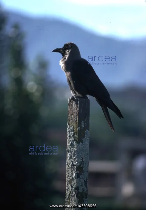: HOUSE CROW - perched on post : HOUSE CROW - perched on post