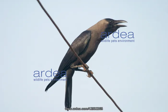 : House Crow - Perched on telephone wire : House Crow - Perched on telephone wire
