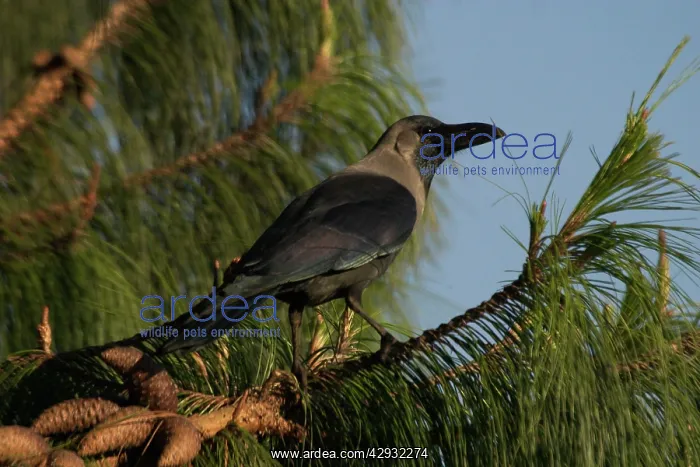 : House Crow - In tree : House Crow - In tree