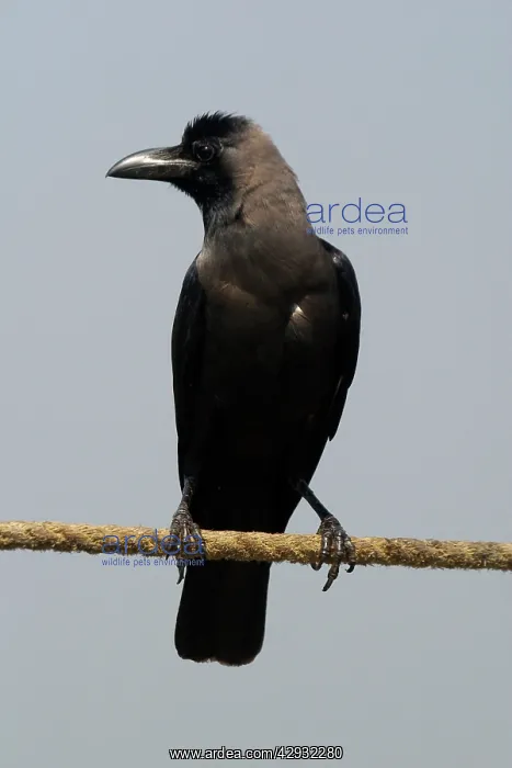 : House Crow - A widespread resident of India particularly : House Crow - A widespread resident of India particularly