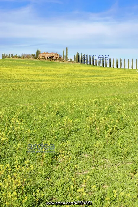 : House with cypress avenue on a flowering meadow i : House with cypress avenue on a flowering meadow i