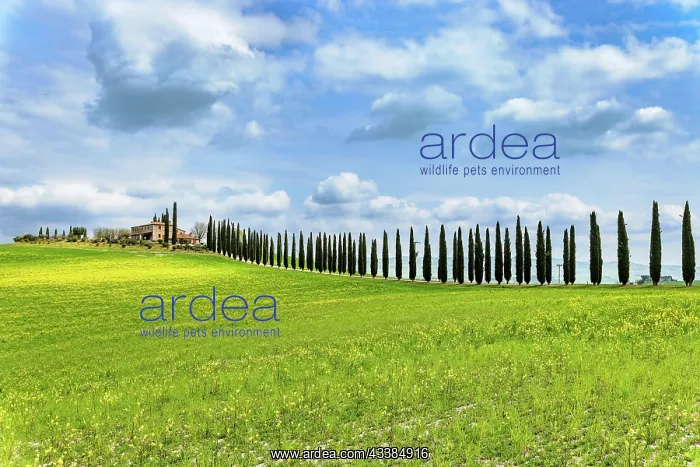 : House with cypress avenue in spring in Val d Orcia, T : House with cypress avenue in spring in Val d Orcia, T