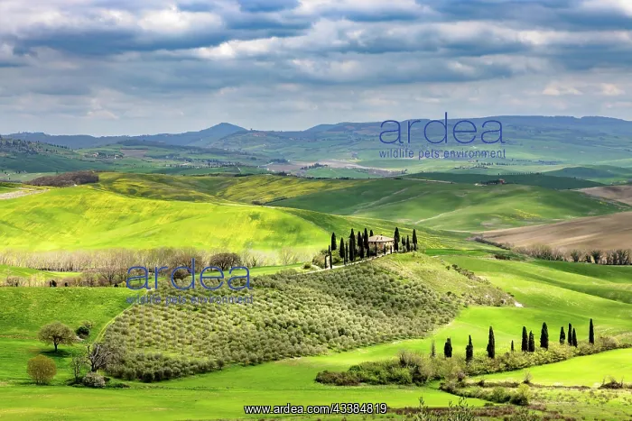 : House with cypresses in spring in Val d Orcia, Tuscany, I : House with cypresses in spring in Val d Orcia, Tuscany, I