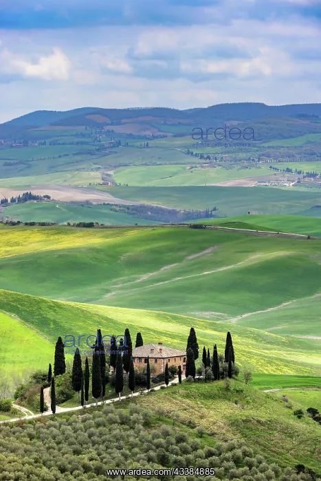  : House with cypresses in spring in Val d Orcia, Tuscany, I