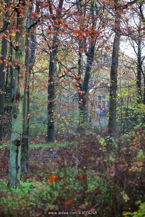 : House in deciduous forest with autumn colors : House in deciduous forest with autumn colors