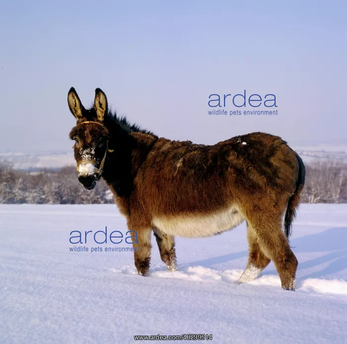: House donkey in the snow, House donkey (Equus asinus asinus) : House donkey in the snow, House donkey (Equus asinus asinus)