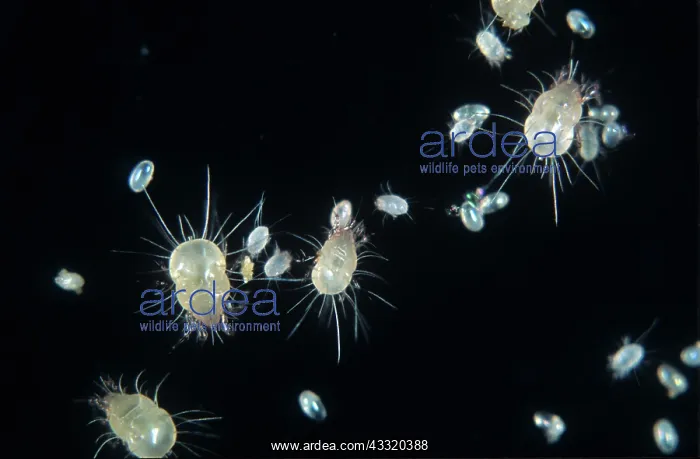  : House dust mite