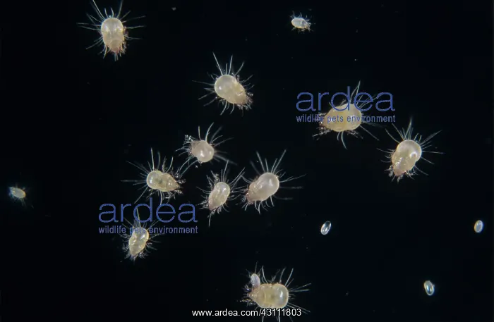: House dust mites : House dust mites