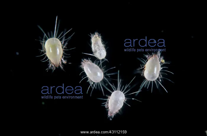 : House dust mites : House dust mites
